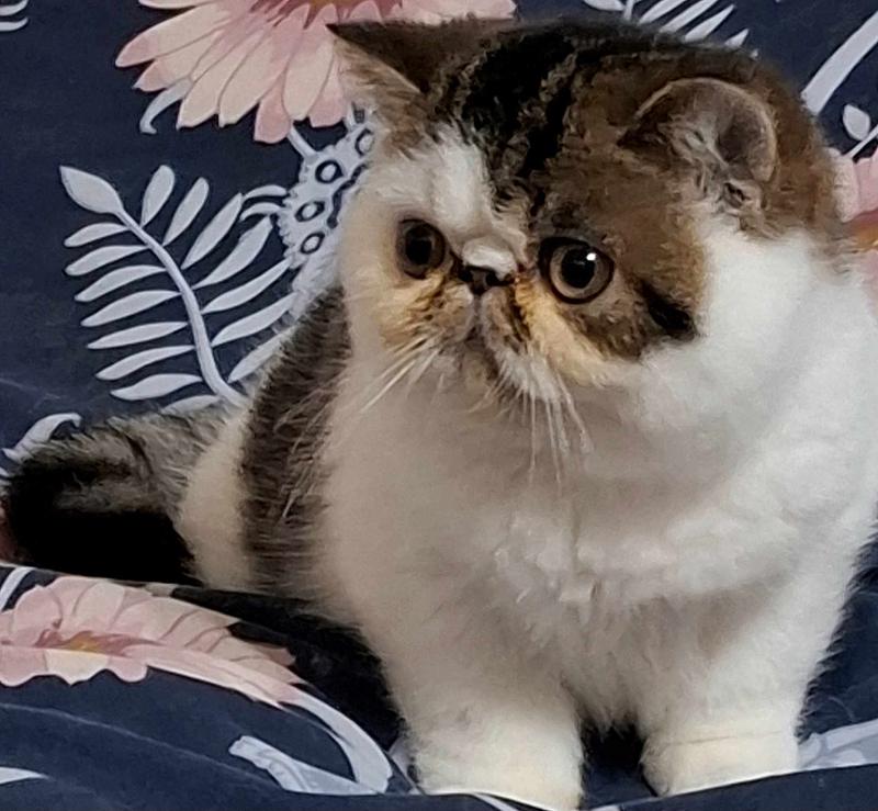 Svajone's Dark Diamond